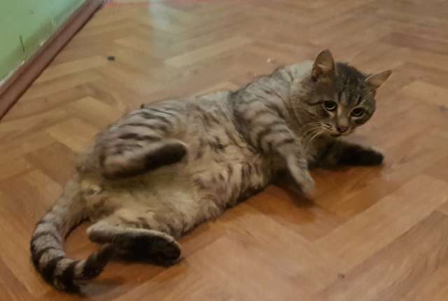Котик Веня ищет дом Котик Веня ищет дом