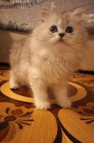 Котёнок персидская шиншилла