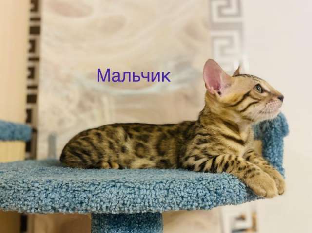 От чистокровного чемпиона бенгальские котята От чистокровного чемпиона бенгальские котята