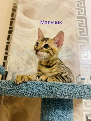 От чистокровного чемпиона бенгальские котята От чистокровного чемпиона бенгальские котята
