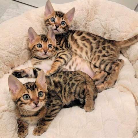 Бенгальские котята Бенгальские котята