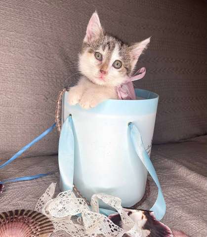 Котенок Адэль - в дар! Котенок Адэль - в дар!