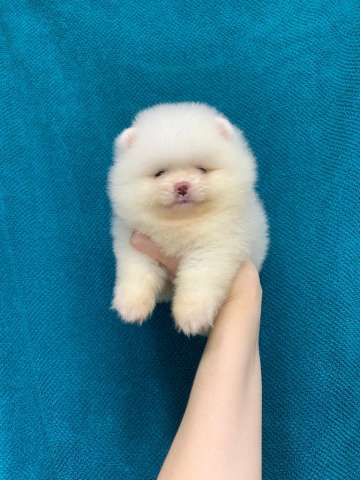 Померанский шпиц девочка