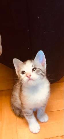 Милые котята ищут дом. Отдадим в добрые руки! Милые котята ищут дом. Отдадим в добрые руки!