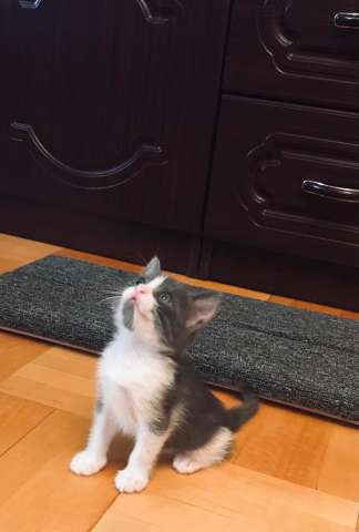 Милый котенок ищет дом. Отдадим в добрые руки! Милый котенок ищет дом. Отдадим в добрые руки!