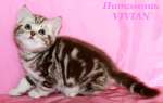 БЮританские клубные котята шоколадный мрамор на серебре.