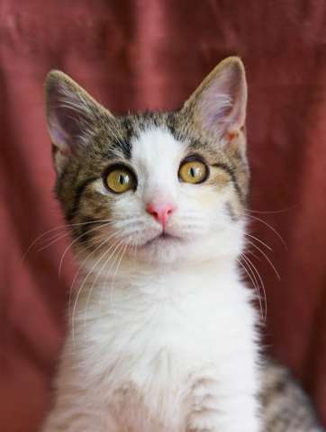 Котёнок Фиксик ищет дом Котёнок Фиксик ищет дом