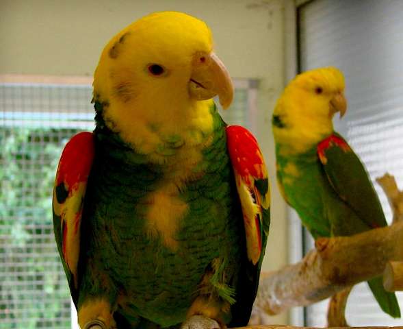 Желтоголовый амазон (Amazona oratrix) - ручные птенцы из питомника Желтоголовый амазон (Amazona oratrix) - ручные птенцы из питомника