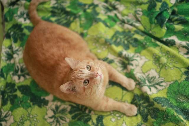 Лучезарный котик Лучезарный котик