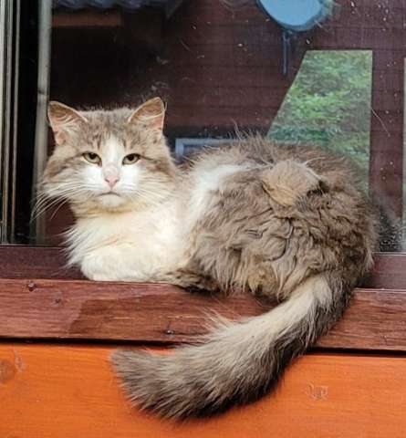 Кот с дач ищет дом Кот с дач ищет дом