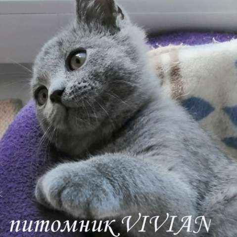 Британские голубые котята из питомника VIVIAN. Британские голубые котята из питомника VIVIAN.
