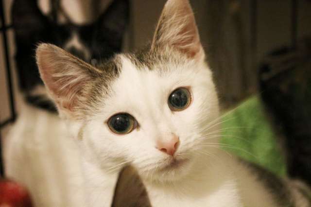 Отдам в хорошие руки кота и кошку Отдам в хорошие руки кота и кошку