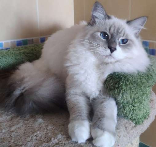 Невский Маскарадный кот 8 мес Невский Маскарадный кот 8 мес