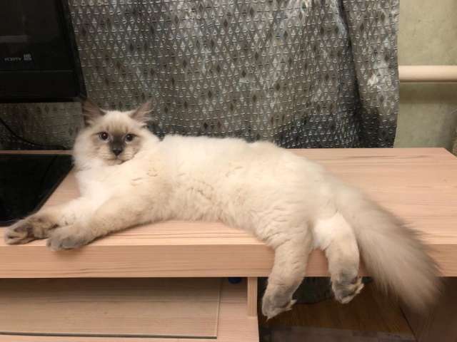 Невский Маскарадный кот 6 мес Невский Маскарадный кот 6 мес
