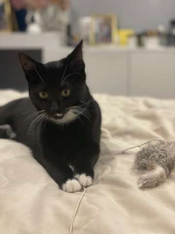 Кошечка 6 мес Кошечка 6 мес