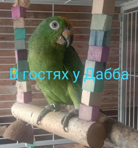 Жако и амазоны суринамские птенцы выкормыши от заводчика Жако и амазоны суринамские птенцы выкормыши от заводчика