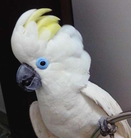 Синеочковый какаду (Cacatua ophthalmica) ручные птенцы из питомника