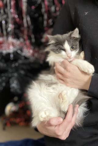 Котик ( кот ) ищет дом Котик ( кот ) ищет дом
