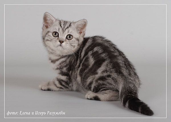 Британские котята Британские котята