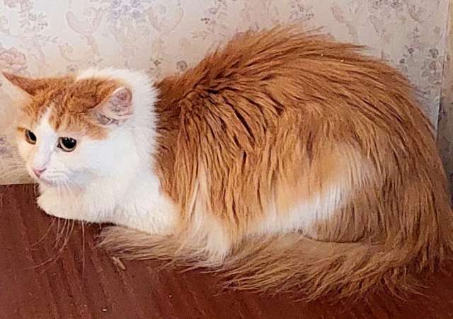 рыжульки Кэтти и Алиса ищут дом рыжульки Кэтти и Алиса ищут дом