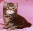 Британские чистокровные котята шоколадный мрамор.