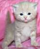 Британские котята кремовый мрамор.