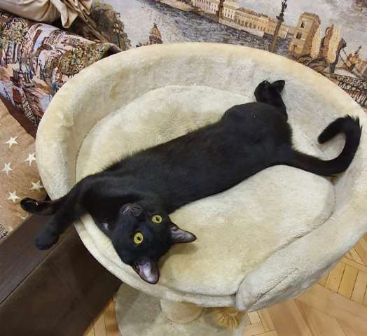 Чёрный котик Маркиз ждёт своего человека Чёрный котик Маркиз ждёт своего человека