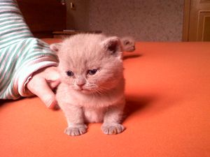 Британские котята от Чемпиона Мира Британские котята от Чемпиона Мира
