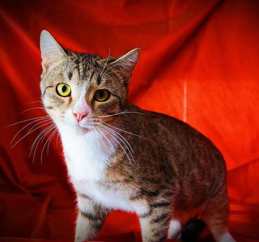 Симпатичный котик -полосатик Грей ищет дом Симпатичный котик -полосатик Грей ищет дом