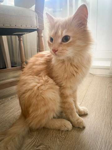 Отдам найденного кота в хорошие руки Отдам найденного кота в хорошие руки