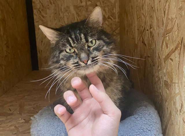 Кот ищет дом Кот ищет дом
