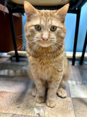 Симпатичный котик- яркий рыжий полосатик в дар Симпатичный котик- яркий рыжий полосатик в дар