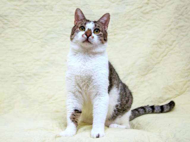 Ласковый котик Барсик в добрые руки. Ласковый котик Барсик в добрые руки.