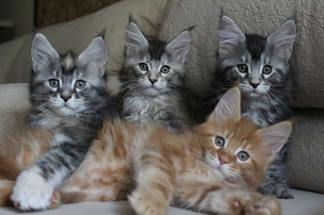 Котята мейн кун! Котята мейн кун!