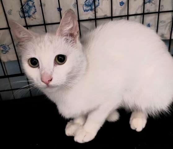 Белая кошка Бэлла ищет дом Белая кошка Бэлла ищет дом