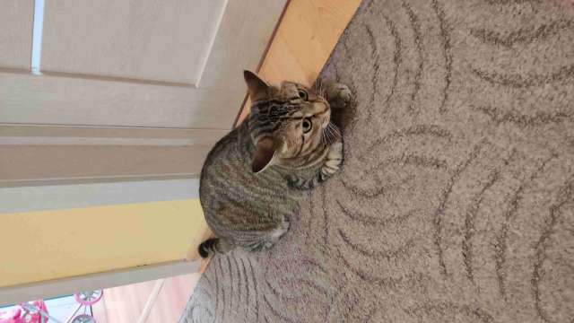 Кошка в добрые руки Кошка в добрые руки