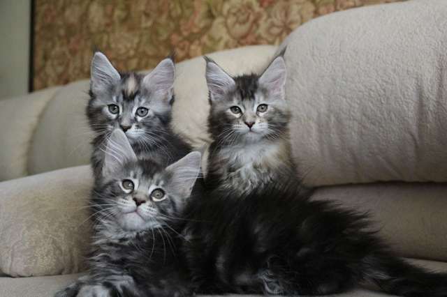 Мейн кун котята! Мейн кун котята!
