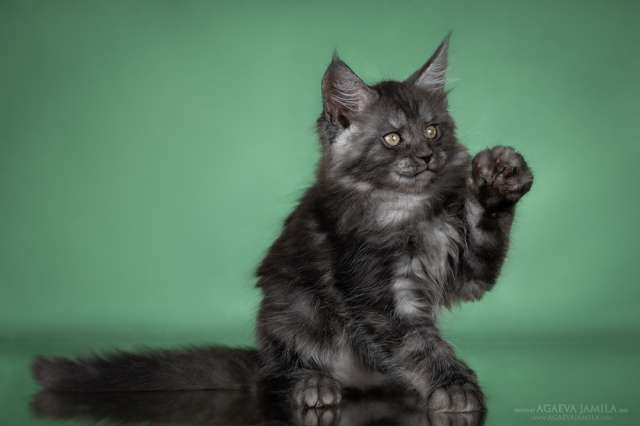 Котята мейн-кун яркие красивые Котята мейн-кун яркие красивые