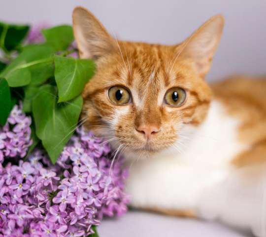 Котик Флеш ищет дом Котик Флеш ищет дом