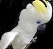 Синеочковый какаду (Cacatua ophthalmica) ручные птенцы из питомника