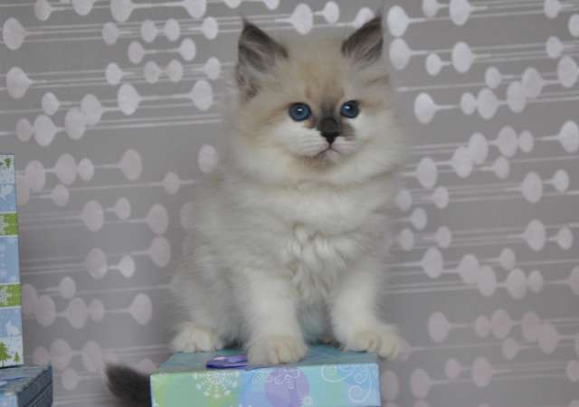 Невские Маскарадные котята Невские Маскарадные котята