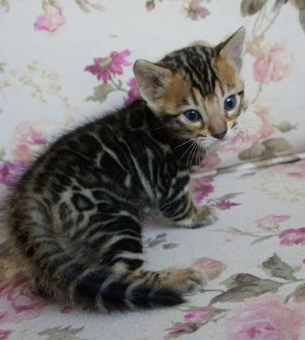 Бенгальские кортята Бенгальские кортята