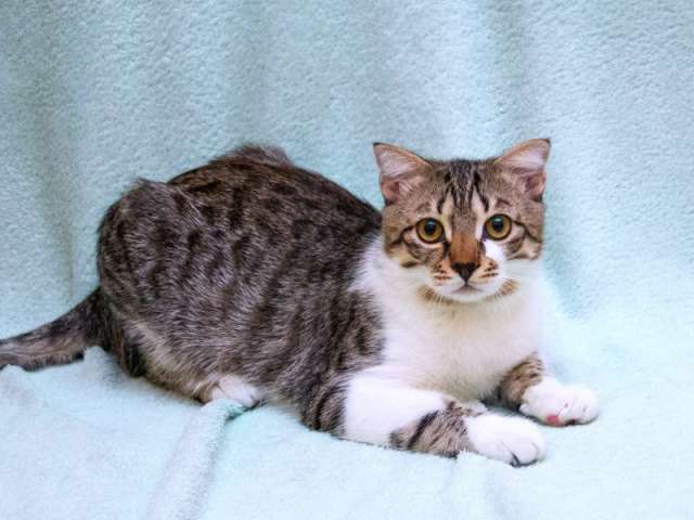 Котик Болик в добрые руки. Котик Болик в добрые руки.