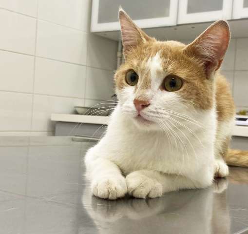 Котик ищет дом Котик ищет дом