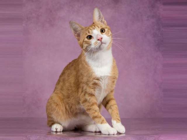 Гарик-котик без хвоста, ласковый, умный-ищет дом. Гарик-котик без хвоста, ласковый, умный-ищет дом.