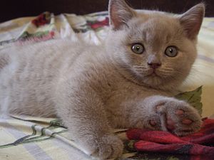 Предлагаем шотландскую девочку .Малышка Джуз Предлагаем шотландскую девочку .Малышка Джуз