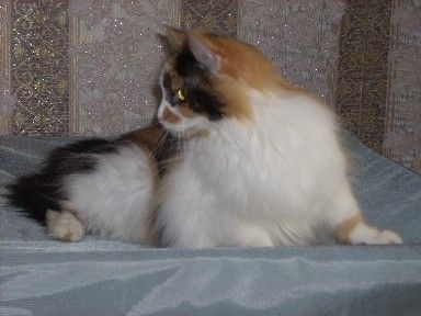 Сибирская кошка Марта Сибирская кошка Марта