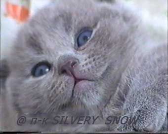 Британские котята из питомника Silvery Snow г. Москва Британские котята из питомника Silvery Snow г. Москва