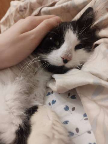 Кошка Бася в дар Кошка Бася в дар