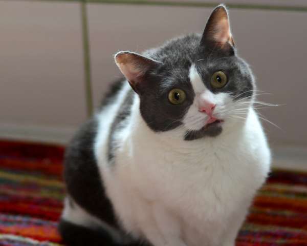 Ласковая ручная кошка Любаша в добрые руки Ласковая ручная кошка Любаша в добрые руки